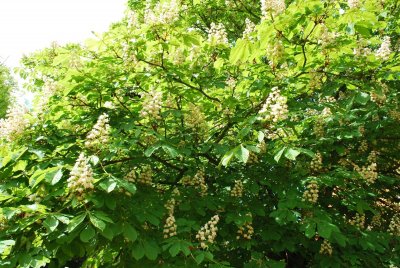 Aesculus hippocastanum - jírovec koňský (maďal) - kvetoucí větve